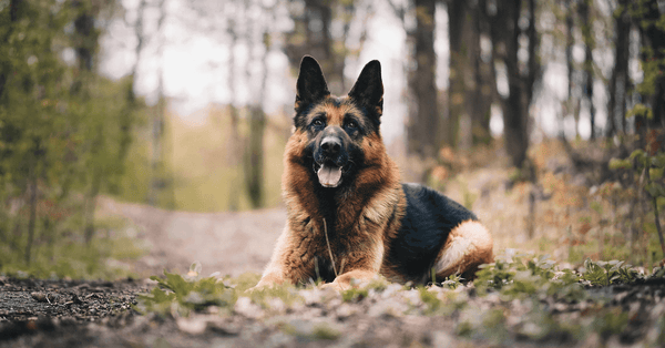 Dolori articolari nei cani e gatti: come riconoscerli e cosa fare subito