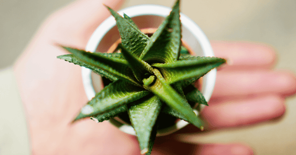 Gel d'Aloe Vera: il potere di un gel che rigenera