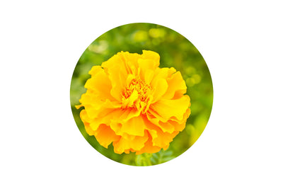 Calendula fiore-attivi Aloe Deo Montenatura