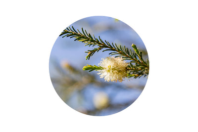 Pianta Tea Tree-deo Aloe Montenatura
